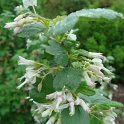 Ribes niveum fleur P20